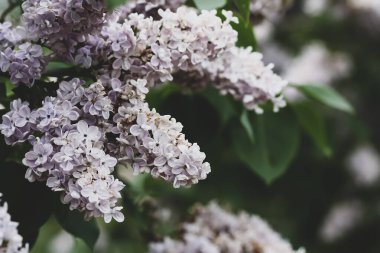 Şırınga, çiçek açan bir bitki. Kırsaldaki bahar bahçesinde mis kokulu mor leylak çalısı