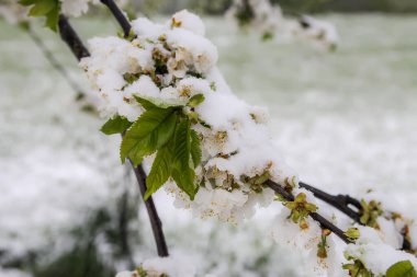 Hava anormalliği. Mayıs ayında kar yağışı. Çiçek açan kiraz ağacının dallarında taze kar