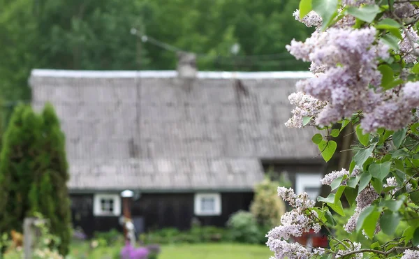 Syringa Vulgaris Planta Floreciente Fragante Arbusto Lila Púrpura Jardín Primavera — Foto de Stock