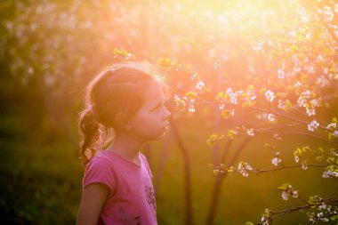 Bahar bahçesinde yürüyen bir kız çiçek açan kiraz ağaçlarıyla ılık altın günbatımı ışığında