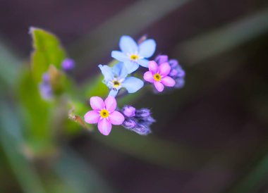 Beni unutun bitkiler yok. Bahar bahçesinde çiçek açan küçük çiçekler