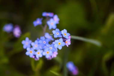 Beni unutun bitkiler yok. Bahar bahçesinde çiçek açan küçük çiçekler