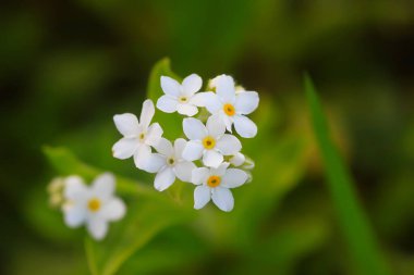 Beni unutun bitkiler yok. Bahar bahçesinde çiçek açan küçük beyaz çiçekler.