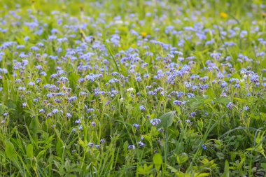 Beni unutun bitkiler yok. Bahar bahçesinde çiçek açan küçük çiçekler
