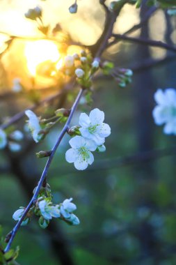 Bahar bahçesinde sıcak altın gün batımı ışığında beyaz çiçekli kiraz ağacı bankları