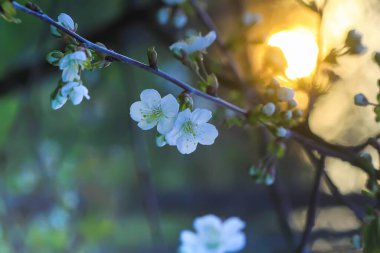 Bahar bahçesinde sıcak altın gün batımı ışığında beyaz çiçekli kiraz ağacı bankları