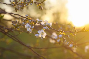 Bahar bahçesinde sıcak altın gün batımı ışığında beyaz çiçekli kiraz ağacı bankları