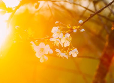 Bahar bahçesinde sıcak altın gün batımı ışığında beyaz çiçekli kiraz ağacı bankları