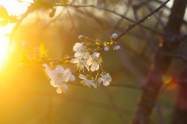Bahar bahçesinde sıcak altın gün batımı ışığında beyaz çiçekli kiraz ağacı bankları