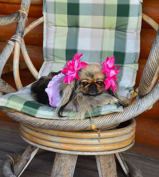 Beautiful funny pekingese dog with pink ribbons relaxing on garden chair.