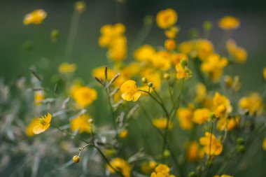 Ranunculus arvensis sarı çiçekleri. Bahar otlağındaki mısır çiçekleri