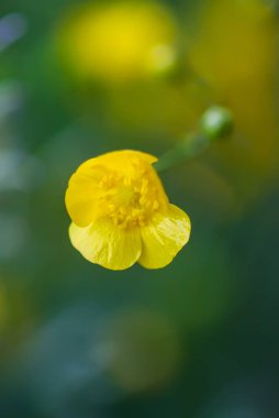Ranunculus arvensis sarı çiçekleri. Bahar otlağındaki mısır çiçekleri