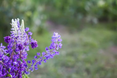 Açık havada bir buket yaz çiçeği. Büyük yapraklı ya da Bigleaf Lupine mor çiçekleri. Lupinus polyphyllus bitkileri.