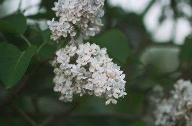 Şırınga ya da leylak beyazı çiçekler. Bahar bahçesinde çiçek açan bitki. Kapatın.