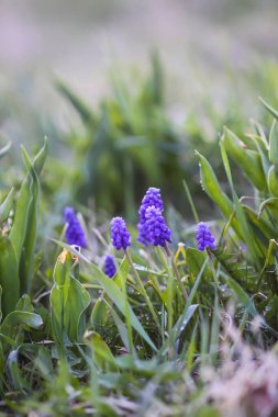 Mavi muscari çiçekleri. Bahar bahçesinde çiçek açan fare sümbülü bitkileri.