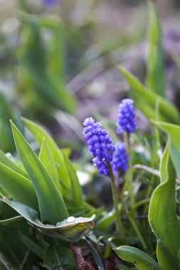 Mavi muscari çiçekleri. Bahar bahçesinde çiçek açan fare sümbülü bitkileri.
