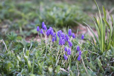 Mavi muscari çiçekleri. Bahar bahçesinde çiçek açan fare sümbülü bitkileri.