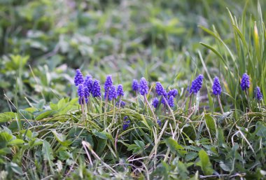 Mavi muscari çiçekleri. Bahar bahçesinde çiçek açan fare sümbülü bitkileri.