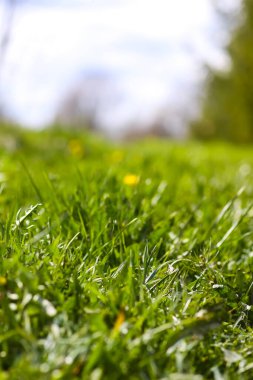 Sarı karahindiba çiçekleri. Bahçedeki Taraxacum resmi bitkileri. Doğada ilkbahar.