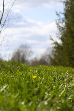 Sarı karahindiba çiçekleri. Bahçedeki Taraxacum resmi bitkileri. Doğada ilkbahar.