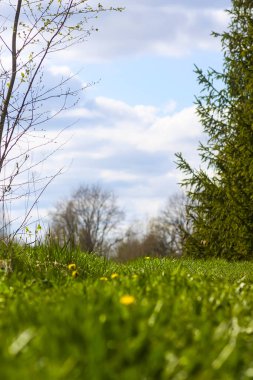 Sarı karahindiba çiçekleri. Bahçedeki Taraxacum resmi bitkileri. Doğada ilkbahar.