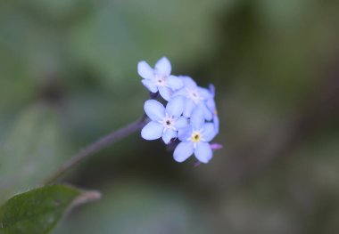 Beni unutun bitkiler yok. Bahar bahçesinde çiçek açan küçük çiçekler