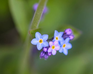 Beni unutun bitkiler yok. Bahar bahçesinde çiçek açan küçük çiçekler