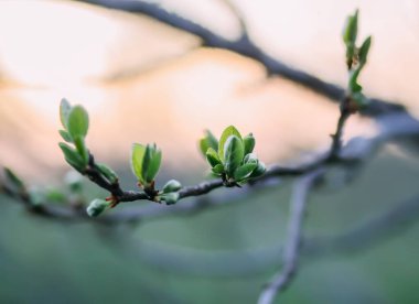 İlk yeşil yapraklı ağaç dalları bahar bahçesinde akşam gökyüzü arka planında