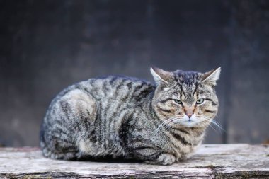 Tembel çizgili evcil kedi dışarıda, ahşap bankta dinleniyor..