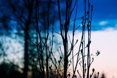 Bahar bahçesinde gece gökyüzü arka planında ağaç dalları