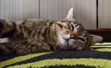 Tembel çizgili evcil kedi evde renkli halıda dinleniyor..
