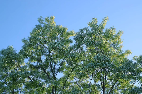 Schöne Weiße Blühende Akazie Robinienpseudoacacia Pflanze Sommergarten — Stockfoto