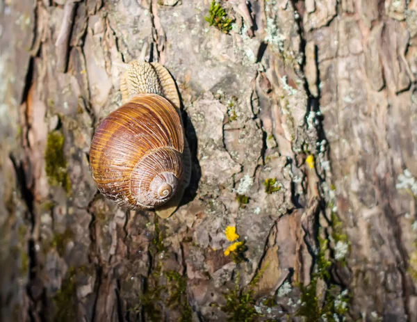 Petit Escargot Rampant Sur Écorce Des Arbres Dans Jardin Été — Photo