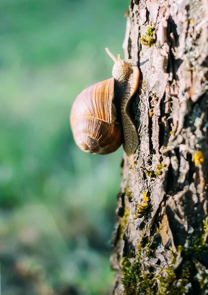 Yaz Bahçesinde Ağaç Kabuğunda Sürünen Küçük Bir Salyangoz Helix Pomatia — Stok fotoğraf