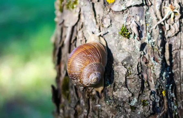 Petit Escargot Rampant Sur Écorce Des Arbres Dans Jardin Été — Photo