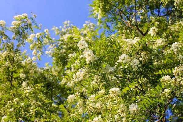 美丽的白花相思树 夏园中的罗比尼亚假洋子植物 — 图库照片