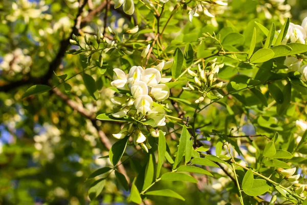 Prachtige Witte Bloeiende Acacia Robinia Pseudoacacia Plant Zomertuin — Stockfoto