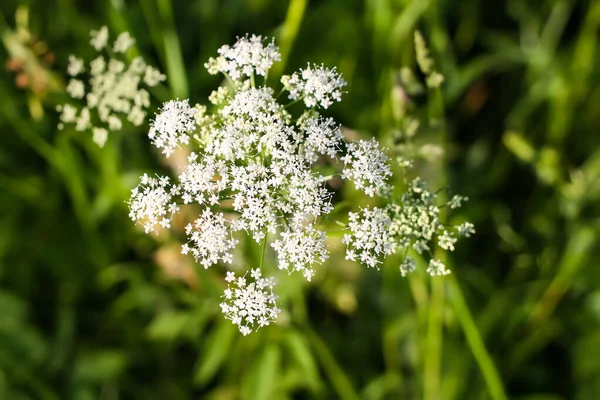 Aegopodium Podagraria Plant Ground Elder Bishop Weed Goutweed Snow Mountain — Stock Photo, Image