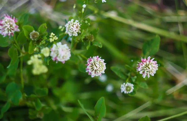 White Clover Flowers Trifolium Repens Plants Summer Garden — Stock Photo, Image