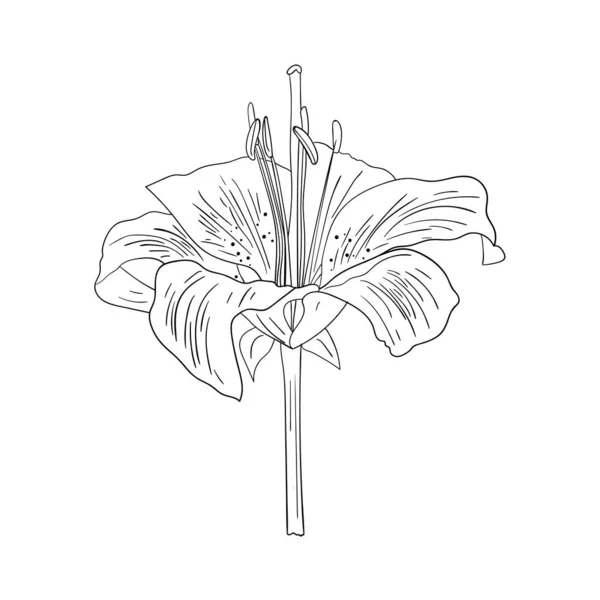Élément Floral Graphique Fleurs Lys Jardin Croquis Vectoriel Sur Fond — Image vectorielle