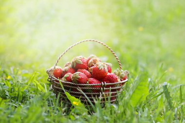Çilekler yaz bahçesinde çimlerin üzerinde sepette