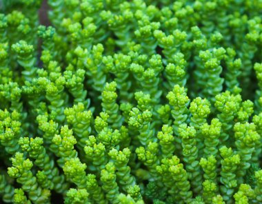 Yeşil sulu bitkiler kapanıyor.