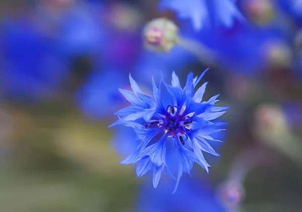 青いトウモロコシの花の植物が閉じます — ストック写真