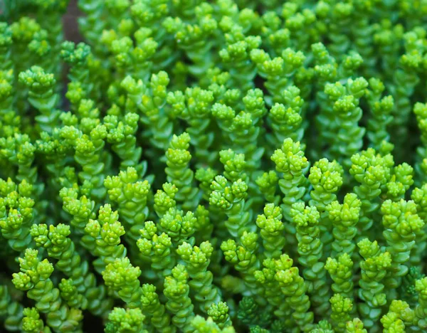 Yeşil sulu bitkiler kapanıyor.