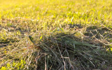 tarlada bahar otları