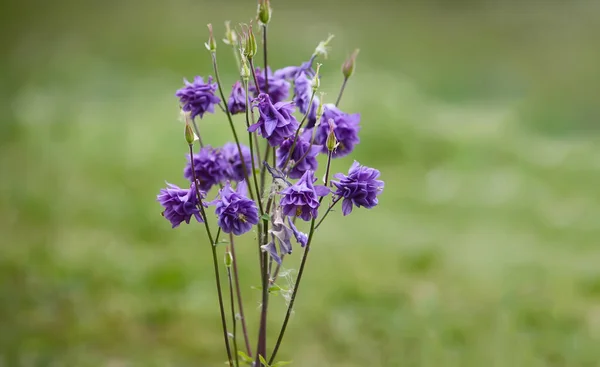 Fiore Viola Colonbina Europea Aquilegia Vulgaris — Foto Stock