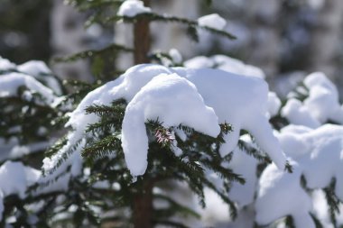 Karda yeşil köknar dalları. Kış ormanında çam ağacı. Güneşli bir gün.