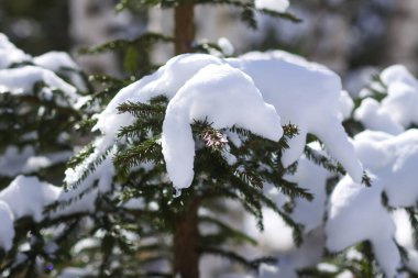 Karda yeşil köknar dalları. Kış ormanında çam ağacı. Güneşli bir gün.
