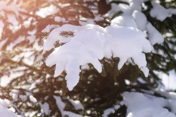 Zielona Jodła Gałęzie Śniegu Świerk Zimowym Lesie Słoneczny Dzień — Zdjęcie stockowe