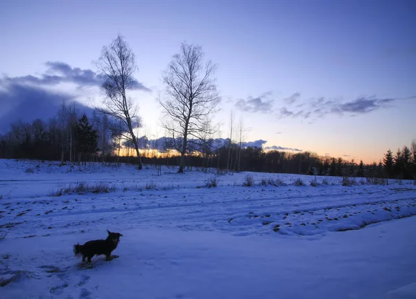Köpek Kış Yürüyüşüne Çıktı — Stok fotoğraf